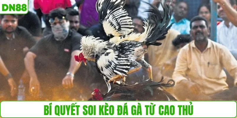 Áp dụng mẹo chọn chiến kê chuẩn từ cao thủ