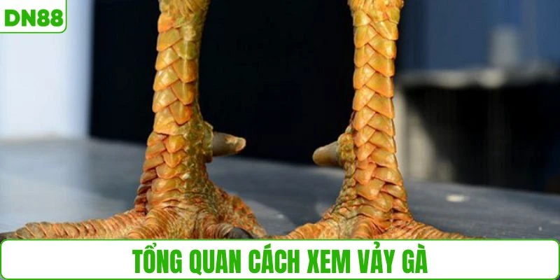 Giới thiệu sơ nét về cách xem vảy gà
